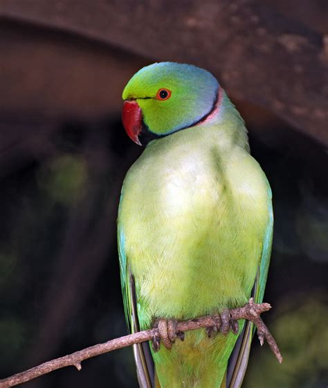 who is known as the parrot of india|The Parrot’s Tale .